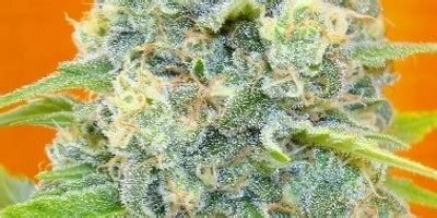 chanel no 5 strain|Channel Plus Weed Strain Information .